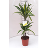 Dracaena overig