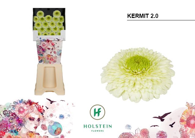 <h4>Germini Pomponi Kermit Diamond</h4>