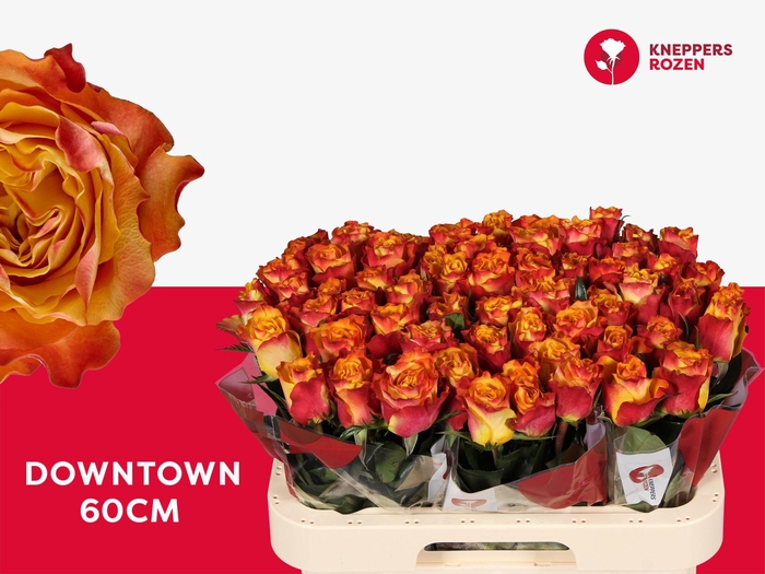 <h4>R GR DOWNTOWN!</h4>