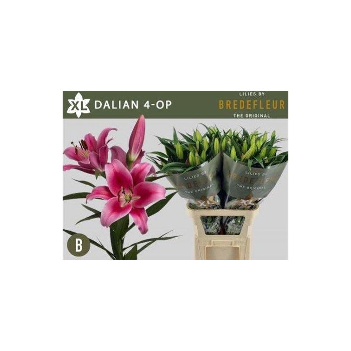 <h4>Li Ot Dalian</h4>