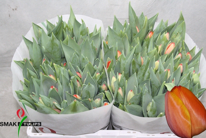 <h4>Tu En Ad Rem</h4>