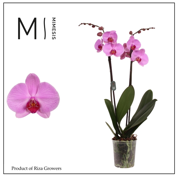 <h4>Mimesis Phal. Orlando - 2 spike 12cm</h4>