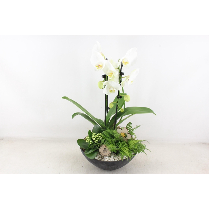 <h4>Arr2 Pl - Ebbischaal X2 Phal. Wit</h4>