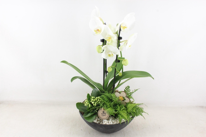 <h4>arr2 PL - Ebbischaal x2 phal. wit</h4>