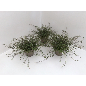 Muehlenbeckia com. Mao'ri