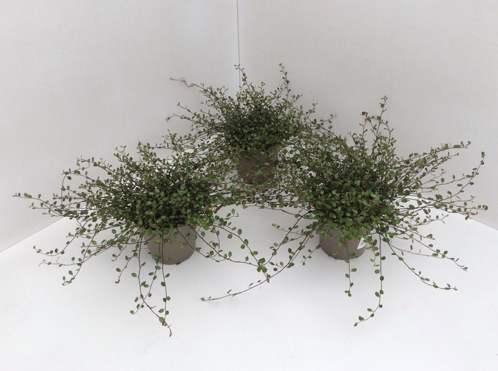 <h4>Muehlenbeckia com. Mao'ri</h4>