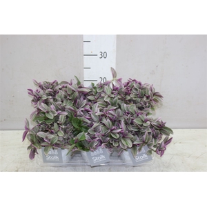 Tradescantia Sweetness In White Wash Keramiek