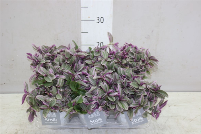 <h4>Tradescantia Sweetness In White Wash Keramiek</h4>
