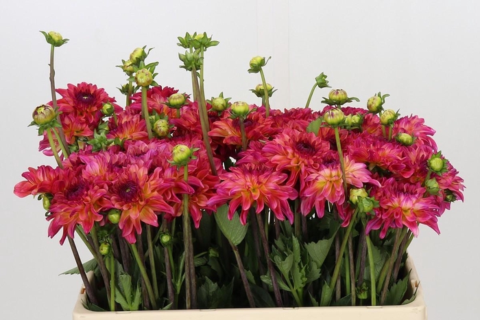 <h4>Dahlia Belfloor</h4>