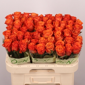 R GR ORANGE WAVE