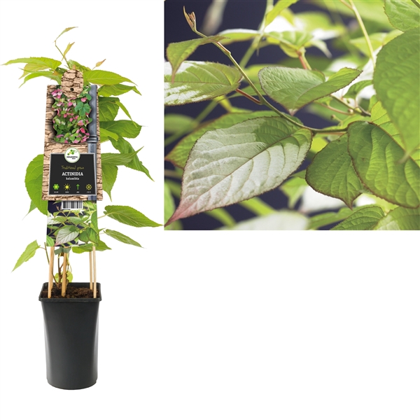 <h4>Actinidia kolomikta +3.0 label</h4>