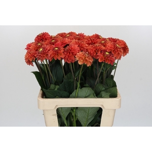 Dahlia Orange Fox