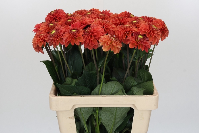 <h4>Dahlia Orange Fox</h4>