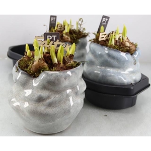 Narcissus Tete a Tete arr. 17Ø 21cm