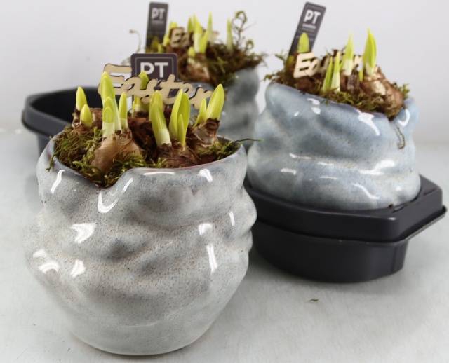 Narcissus Tete a Tete arr. 17Ø 21cm