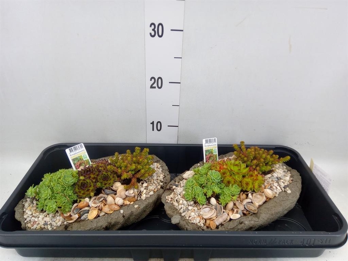 <h4>Arr. Tuinplanten L%</h4>
