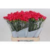 Dianthus St Bizet