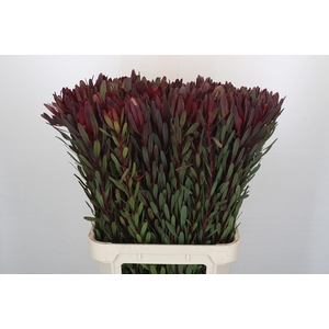 Leucadendron Saf Sunset Dark Red