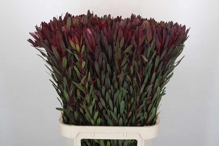 <h4>Leucadendron Saf Sunset Dark Red</h4>