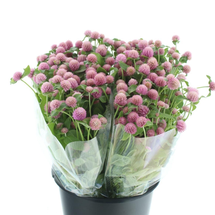 <h4>Gomph Gl Pink</h4>