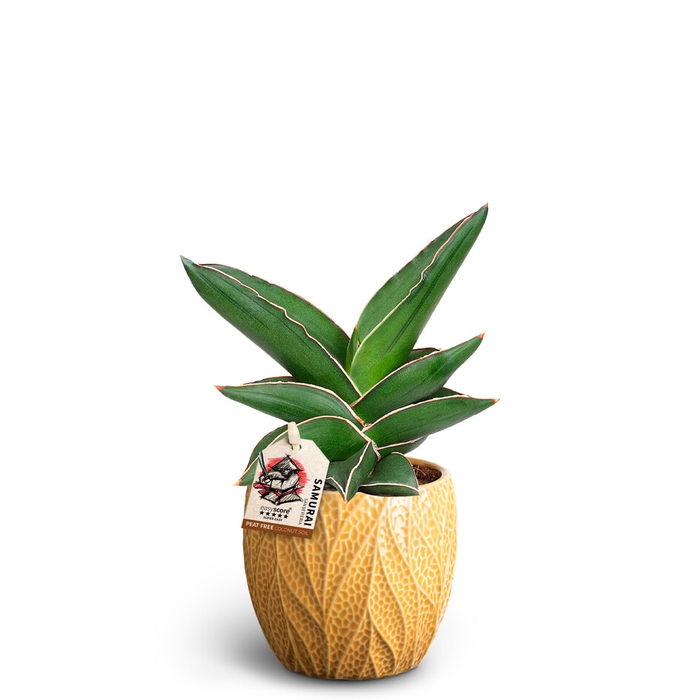 SANSEVIERIA EHRENBERGII