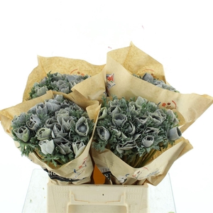 Anemone Powder Maron