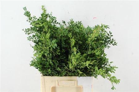 <h4>BUXUS SEMPERVIRENS PER BUNCH</h4>