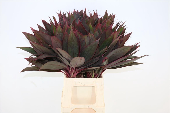 <h4>Cordyline Red Leaf Top</h4>
