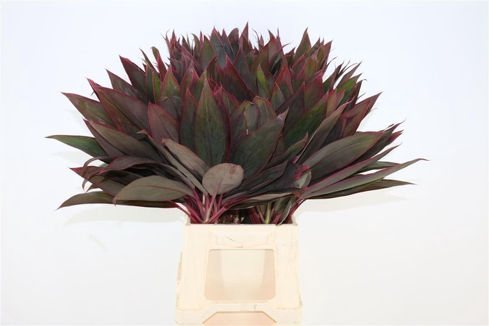 <h4>Cordyline Red Leaf Top</h4>