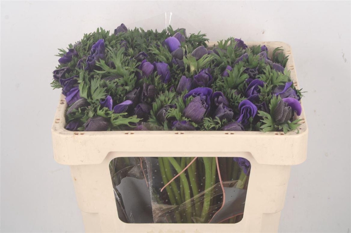 <h4>Anemone Fr. Blue</h4>