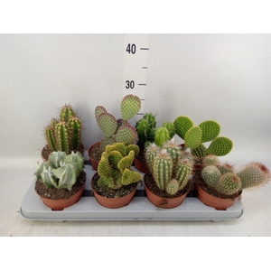 Cactus   ...mix
