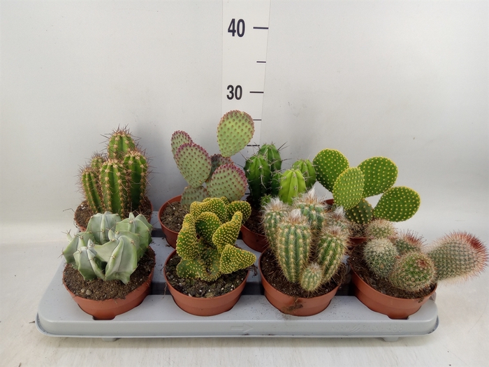 <h4>Cactus   ...mix</h4>