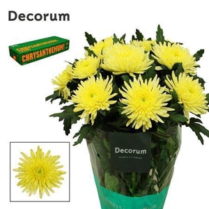 Chr G Topspin Yellow