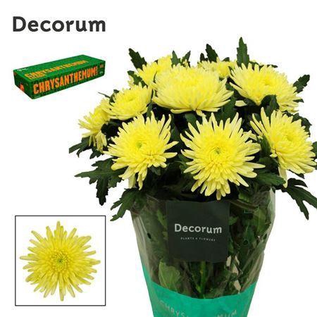 <h4>Chr G Topspin Yellow</h4>