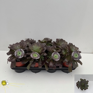 AEONIUM AB VELOURS
