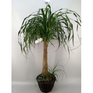 Beaucarnea recurvata