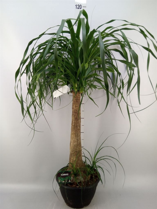 <h4>Beaucarnea recurvata</h4>