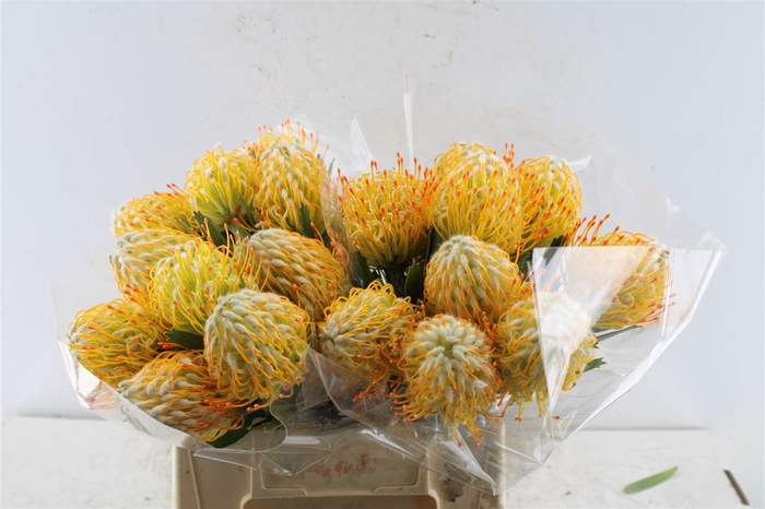 <h4>Leuco Co Goldie</h4>