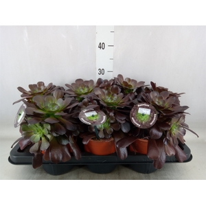 Aeonium arboreum 'Velours'