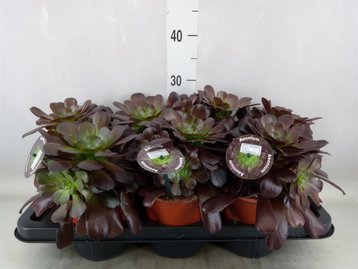 Aeonium arboreum 'Velours'