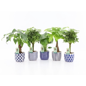 Jungle Mix in Delft-Blue Keramiek
