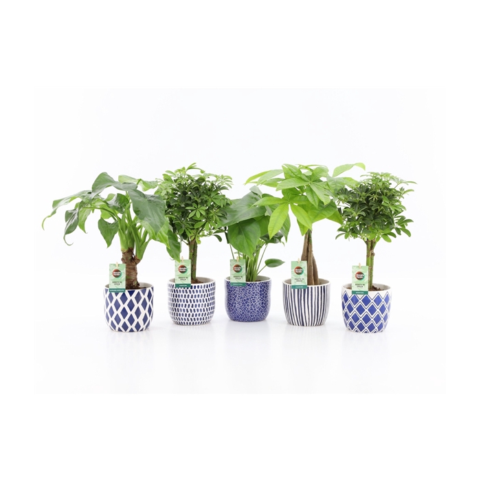 <h4>Jungle Mix in Delft-Blue Keramiek</h4>