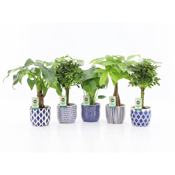 Jungle Mix in Delft-Blue Keramiek