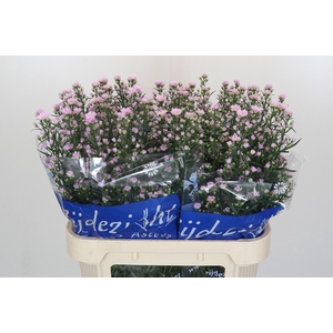 Aster Claudia