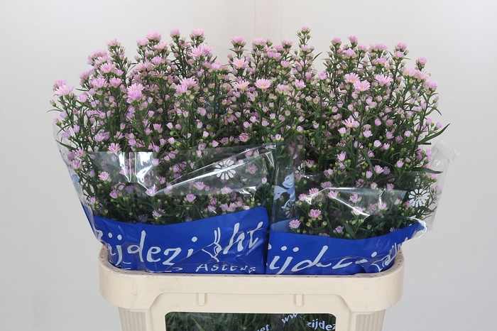 <h4>Aster Claudia</h4>