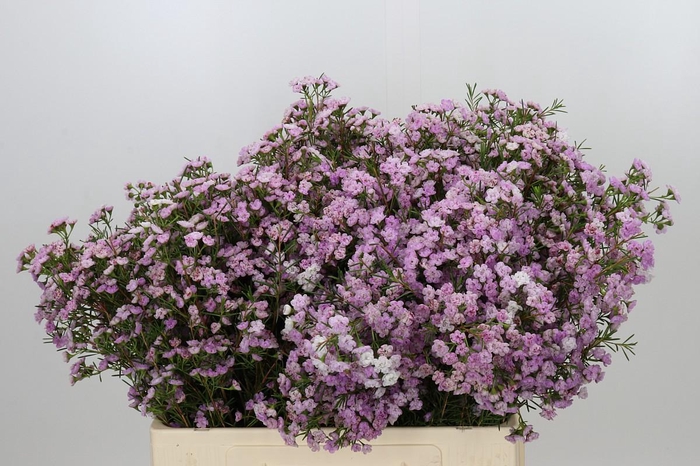 <h4>Chamelaucium Dancing Queen</h4>