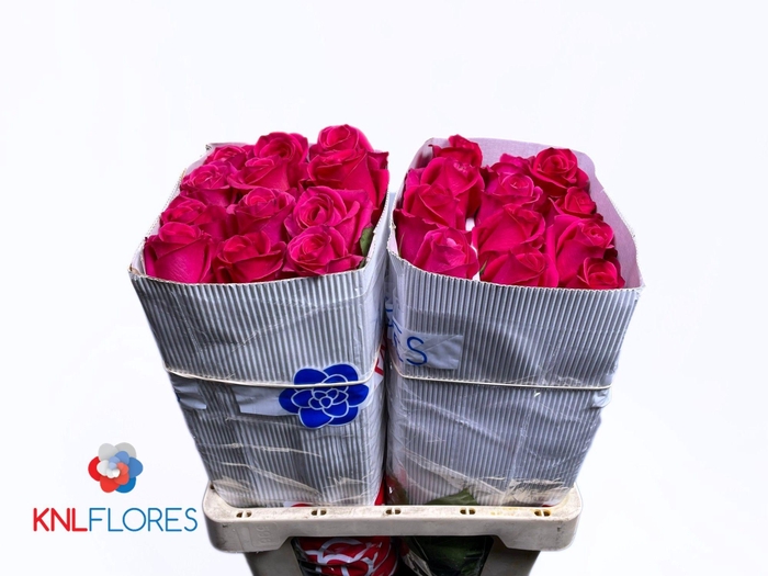 <h4>R GR MALIBU</h4>