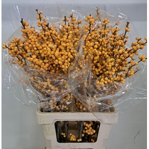 ILEX VE GOLD VERBOOM