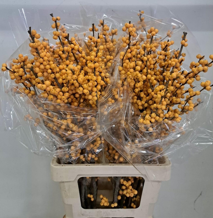 <h4>ILEX VE GOLD VERBOOM</h4>