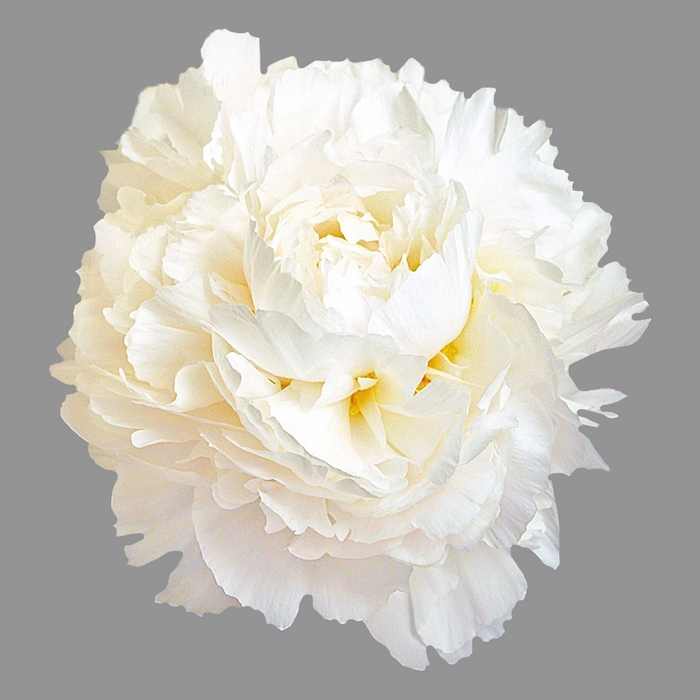 <h4>Paeonia Madame Claude Tain</h4>